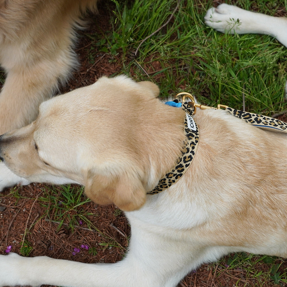 Gentle Collar Dual (Leopard)