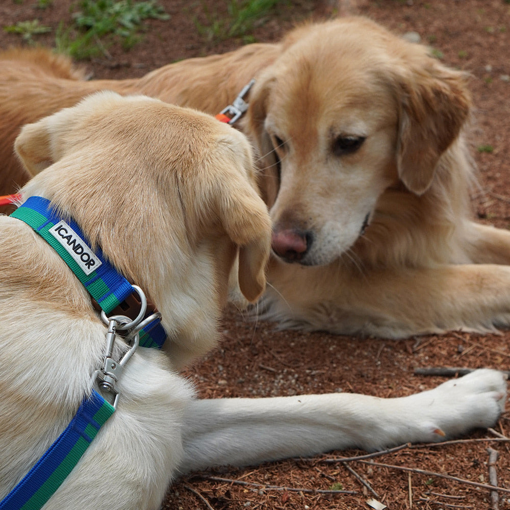 Gentle Collar Dual (Forest)