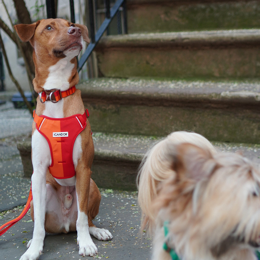 Gentle Collar Dual (Sunset)