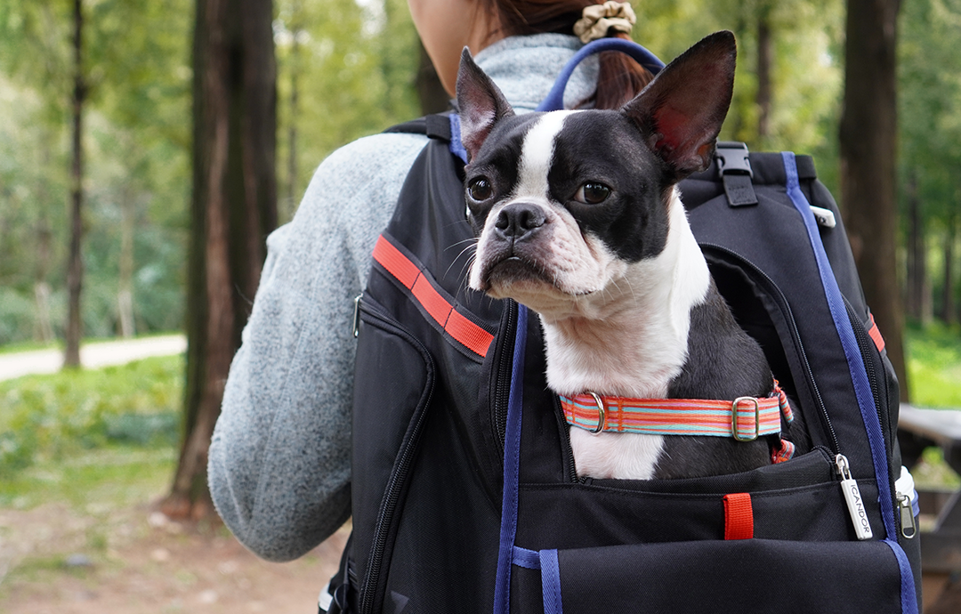 JIGE Backpack Pet Carrier (Dynamic Black)