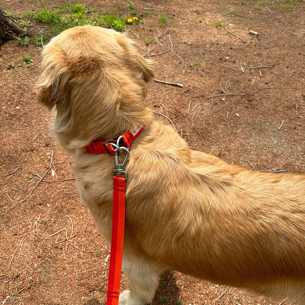 Gentle Collar Dual (Sunset)