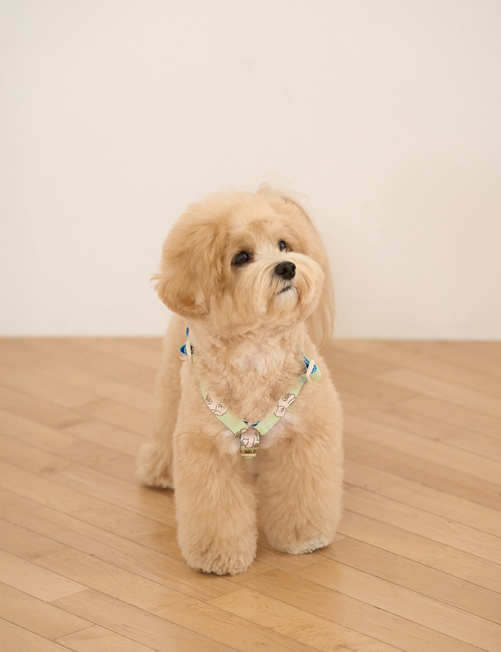 Cuddly Toy Harness H-type (3 colors)