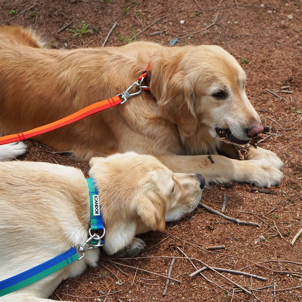 Gentle Collar Dual (Forest)