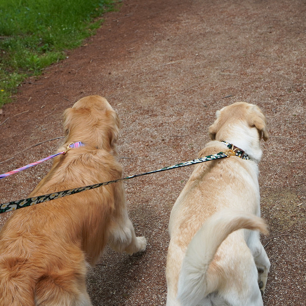 Gentle Collar Dual (Big Fish)