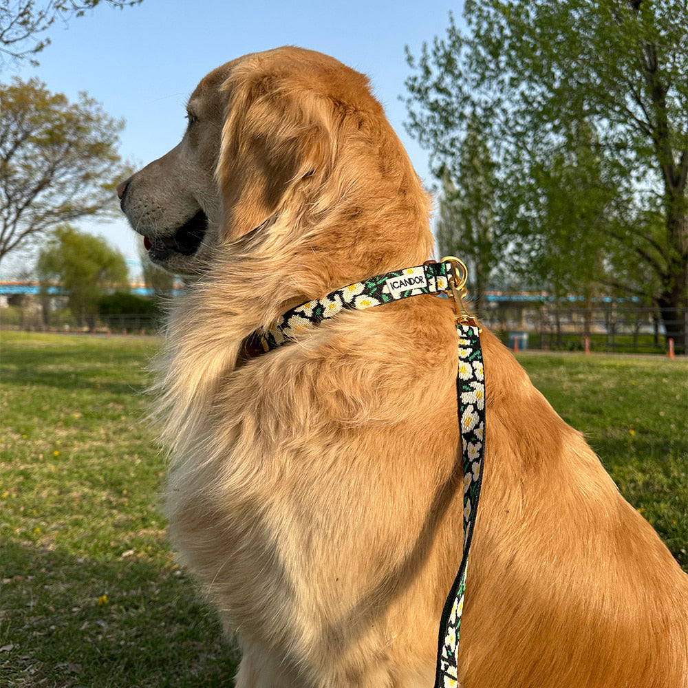 Gentle Collar Dual (Big Fish)