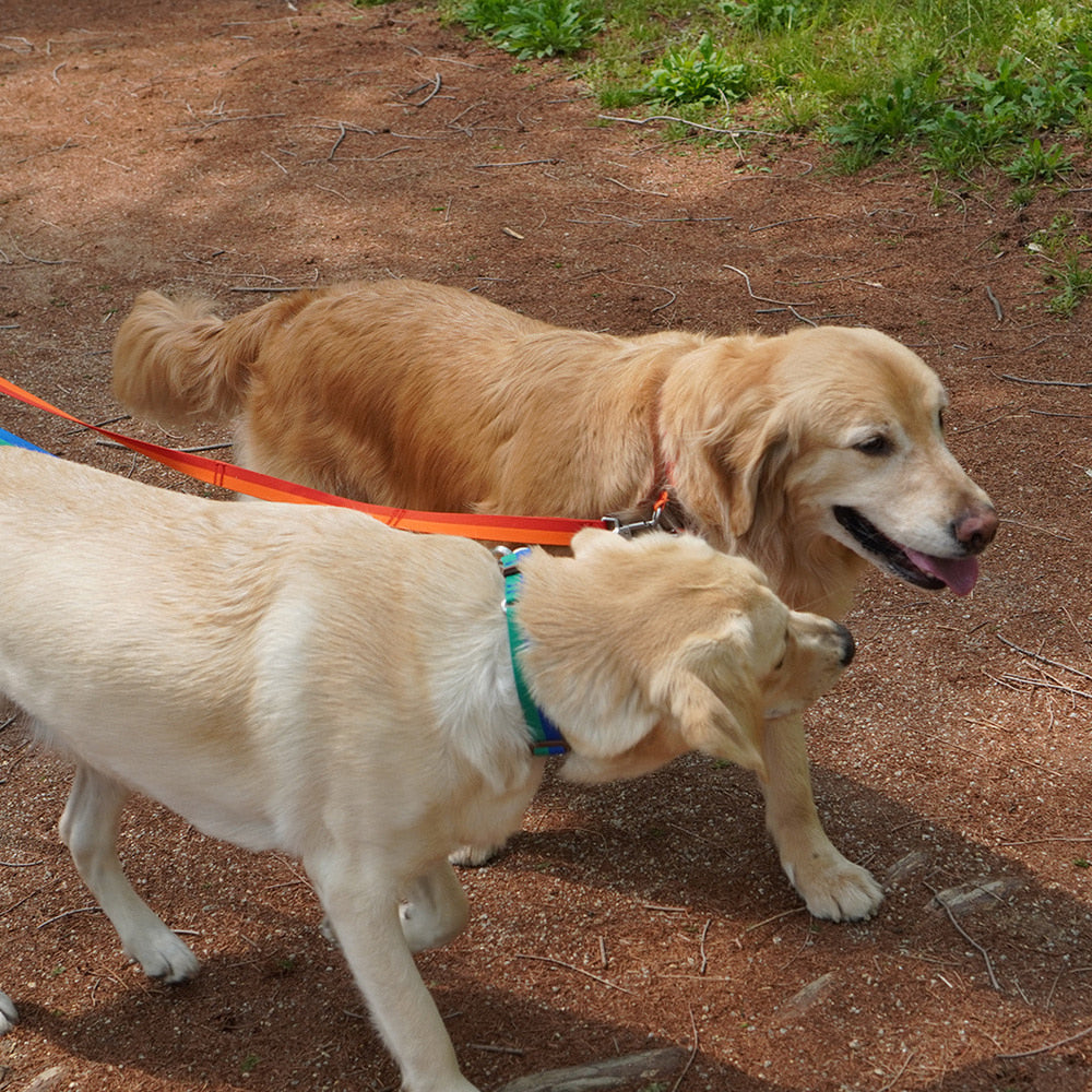 Gentle Collar Dual (Forest)