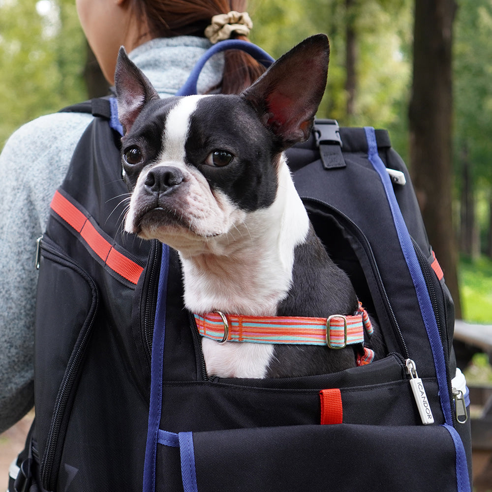 JIGE Backpack Pet Carrier (Dynamic Black)