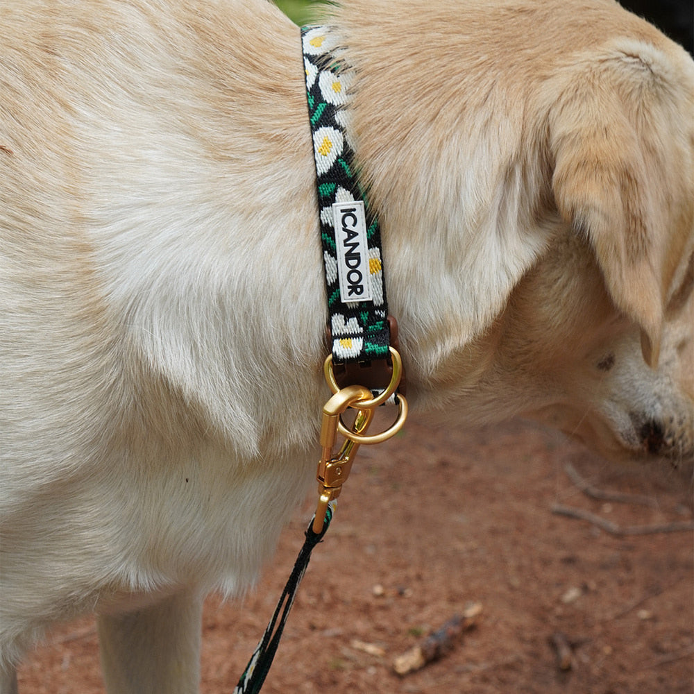 Gentle Collar Dual (Big Fish)