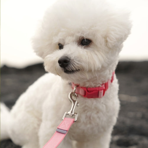 My Fluffy Fit Collar (4 colors)