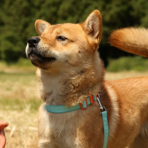 My Fluffy Fit Collar (4 colors)