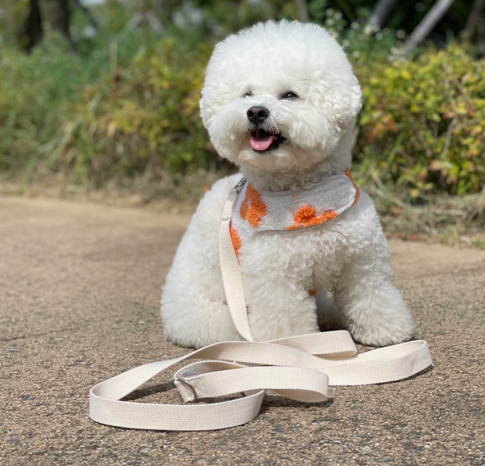 Velcro Flower Harness (2 colors)