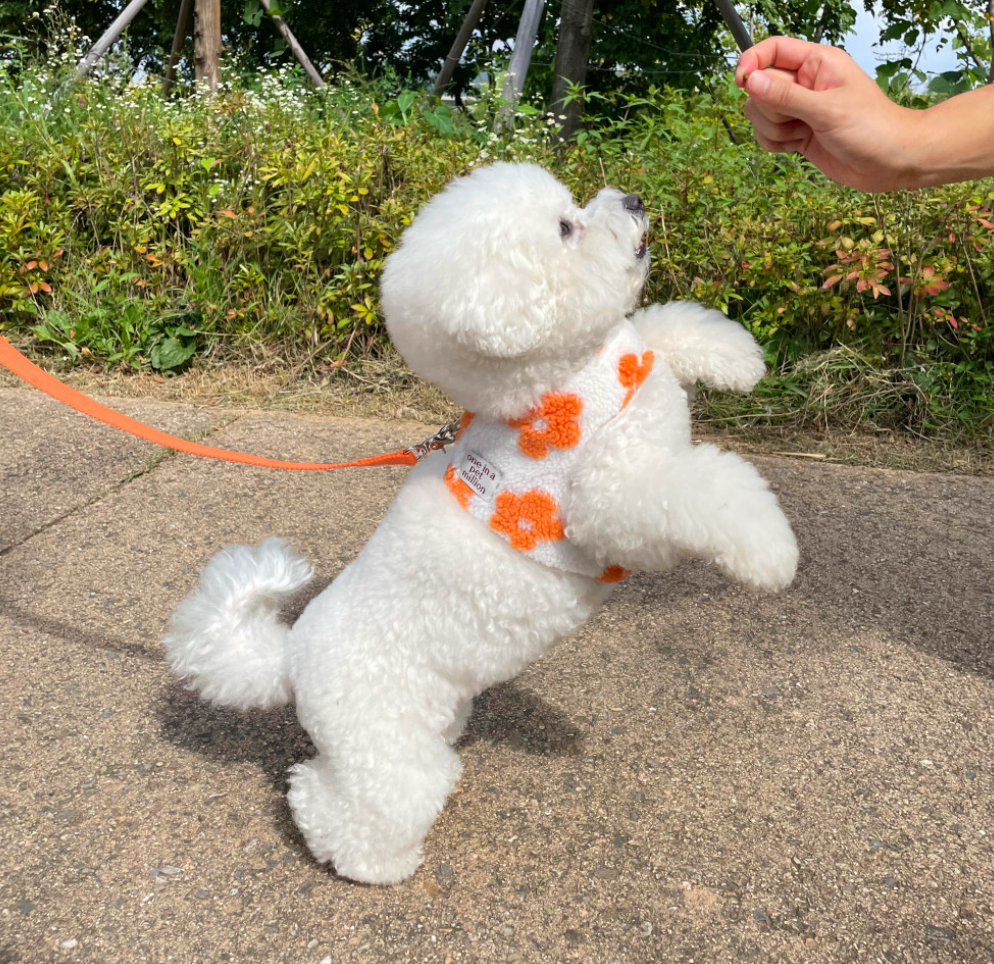 Velcro Flower Harness (2 colors)