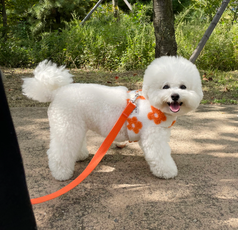 Velcro Flower Harness (2 colors)